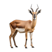 AI generated Antelope clip art png