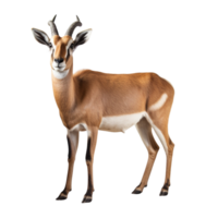 AI generated Antelope clip art png