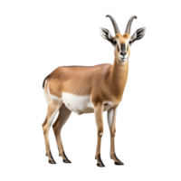 ai gegenereerd antilope klem kunst png