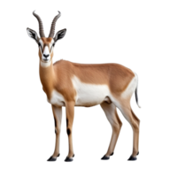 ai généré antilope agrafe art png