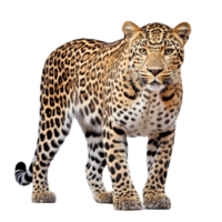 ai generato leopardo clip arte png