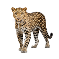 AI generated Leopard clip art png