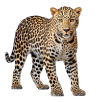 AI generated Leopard clip art png