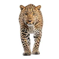 ai généré léopard agrafe art png