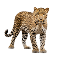 ai generado leopardo acortar Arte png