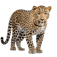 AI generated Leopard clip art png