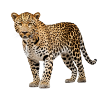 ai gerado leopardo grampo arte png