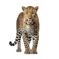 ai généré léopard agrafe art png