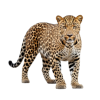 ai genererad leopard klämma konst png