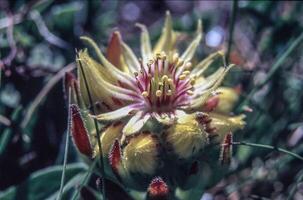 un amarillo flor con rojo estambres en el medio de algunos césped foto