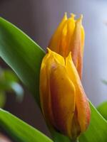 a close up of a yellow flower with a green stem photo