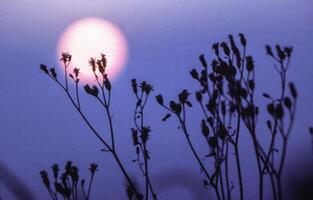 the sun sets behind a field of grasses photo