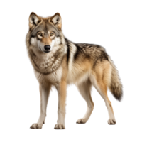 ai generiert Wolf Clip Kunst png