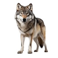 ai généré Loup agrafe art png