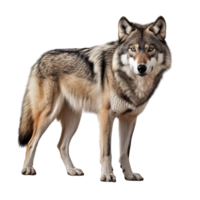 ai gegenereerd wolf klem kunst png