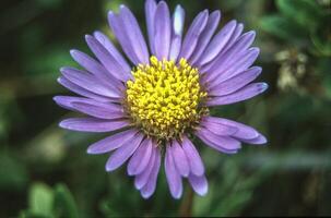 a purple flower with yellow center is shown photo