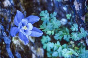 a blue flower is growing in the water photo