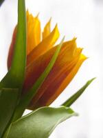 a close up of a flower with a white background photo