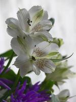 a close up of a bunch of flowers photo