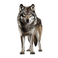 AI generated Wolf clip art png