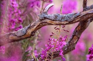 purple flowers are growing on a branch in the wild photo