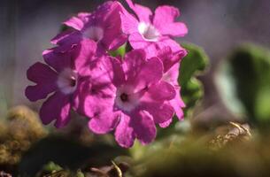 a close up of a pink flower with white centers photo