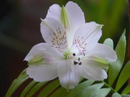 a white flower with red spots on it photo