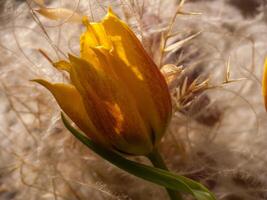 a yellow flower is in a field of grass photo