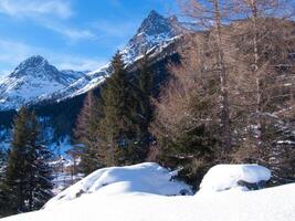 snow covered trees photo