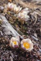 a group of pink flowers growing on a rock photo