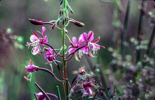 a flower with purple petals photo