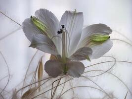 a white flower with green leaves is in a vase photo