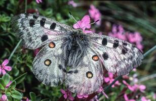 a butterfly with black spots on its wings is sitting on some pink flowers photo