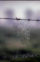 a spider web on a barbed wire fence photo