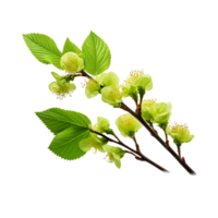 AI generated Common hazel bush clip art png