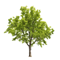 AI generated Common hazel bush clip art png