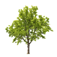 AI generated Common hazel bush clip art png