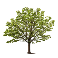 AI generated Common hazel bush clip art png