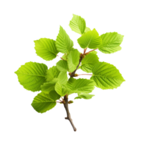 AI generated Common hazel bush clip art png