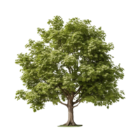 AI generated Common hazel bush clip art png