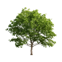 AI generated Common hazel bush clip art png