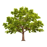 AI generated Common hazel bush clip art png