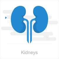 Kidneys and anatomy icon concept vector