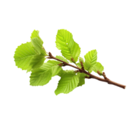 AI generated Common hazel bush clip art png