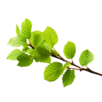 AI generated Common hazel bush clip art png