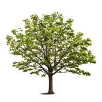 AI generated Common hazel bush clip art png