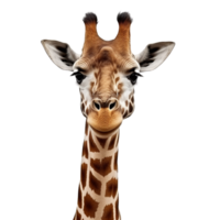 AI generated Close up giraffe clip art png