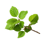 AI generated Common hazel bush clip art png