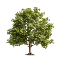 AI generated Common hazel bush clip art png