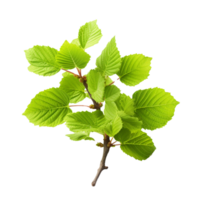 AI generated Common hazel bush clip art png